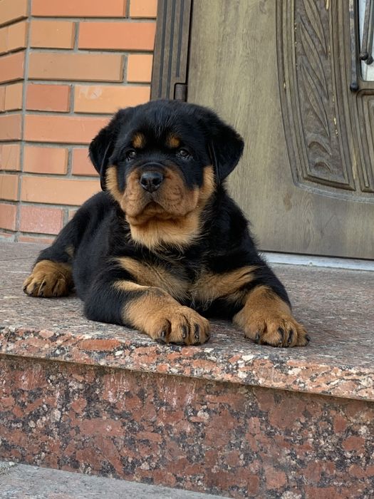 Найкращі цуценята