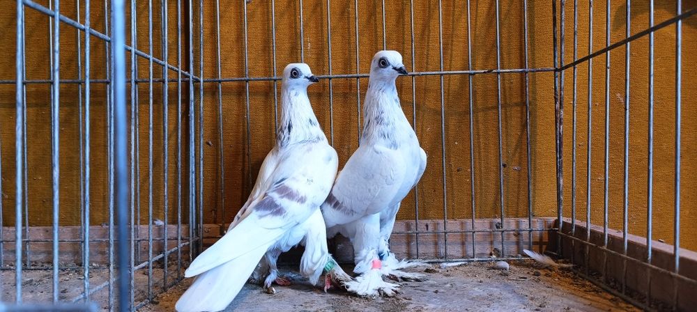 Gołębie z lotu. Wiedeńskie kosmate. Para i samce