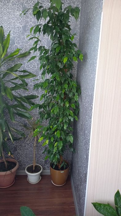 Фикус Бенджамина !