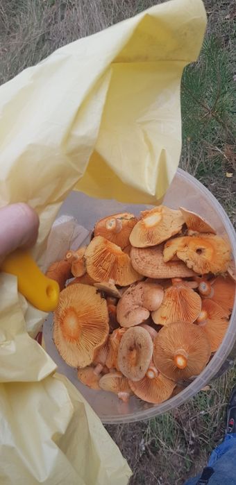 Rydze oraz podgrzybki prawdziwki wprost z lasu