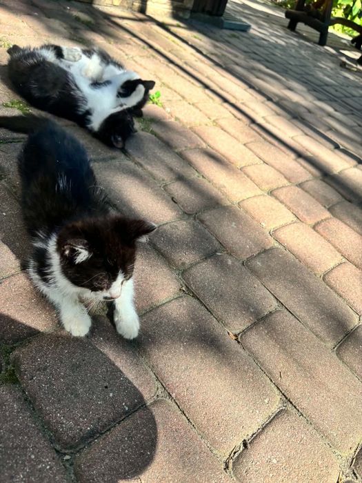 Koty, kotki czarno białe