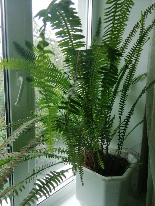 Великий вазон папоротника.