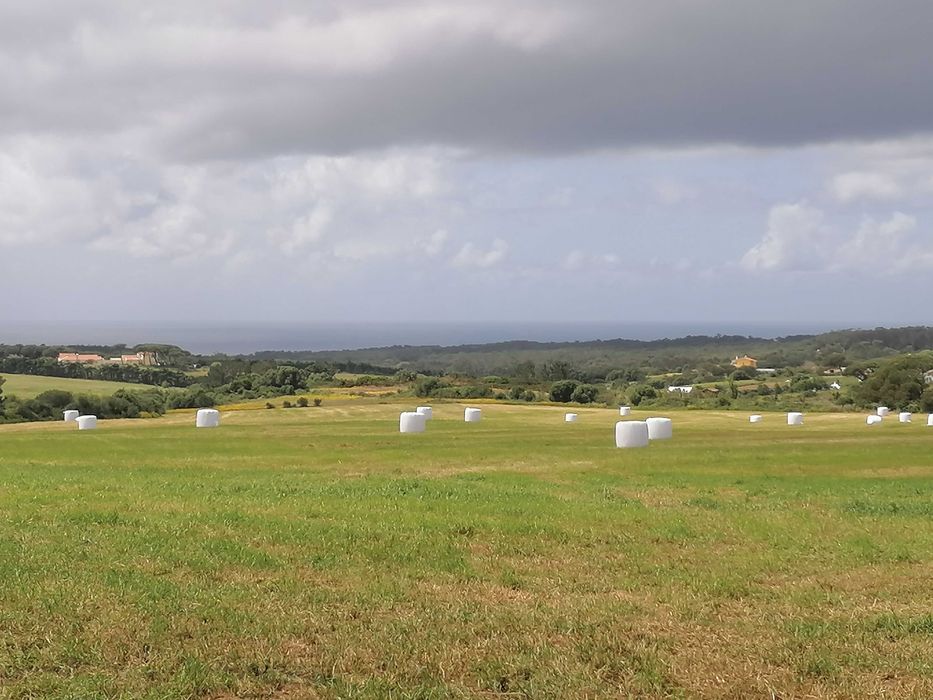 Rolos plastificados de feno-silagem de azevém semeado