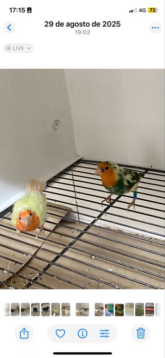 Diamantes papagaio várias mutações