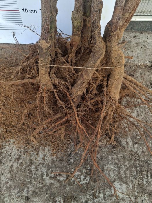 Wiśnia Sabina okulizowana na antypce