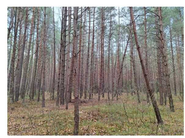 Działka leśna z lasem sosnowym