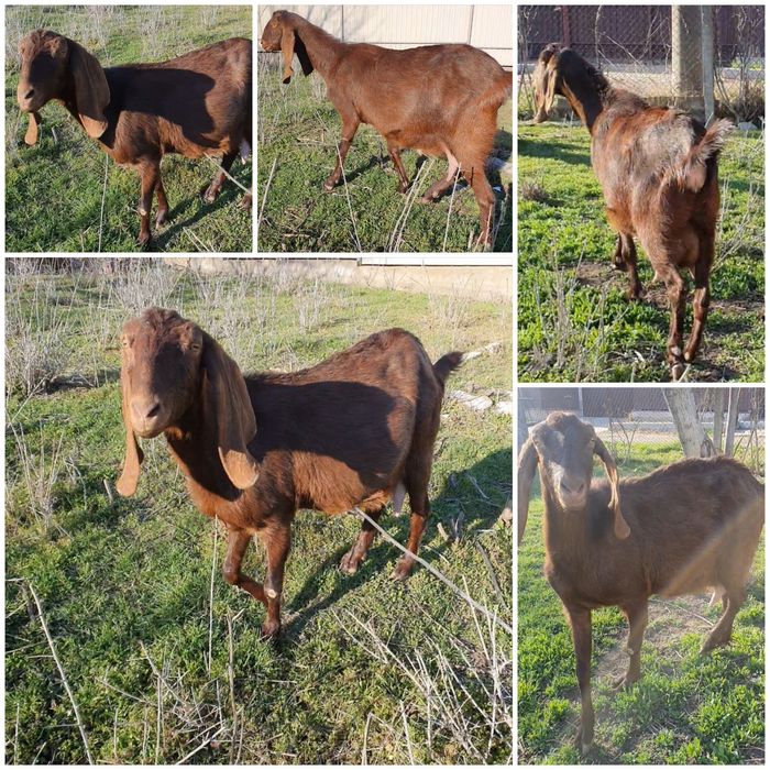 Котная Коза нубо камори %