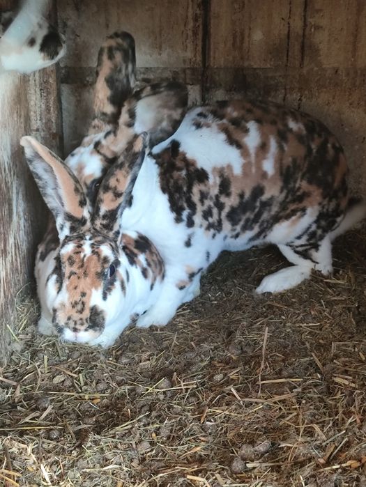 Króliki rex trójbarwny samce