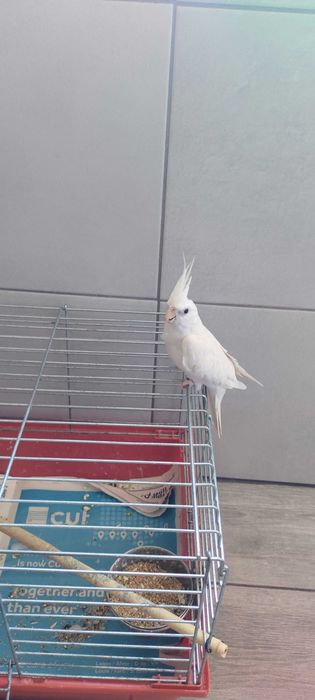 Vendo Caturra macho (Albino).
