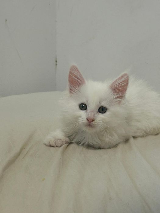 Linda gatinha branca  Maine Coon