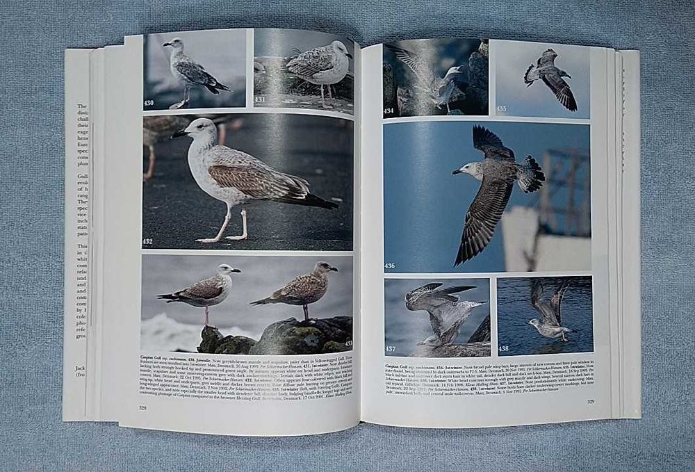 Mewy Europy, Azji i Ameryki Północnej po angielsku