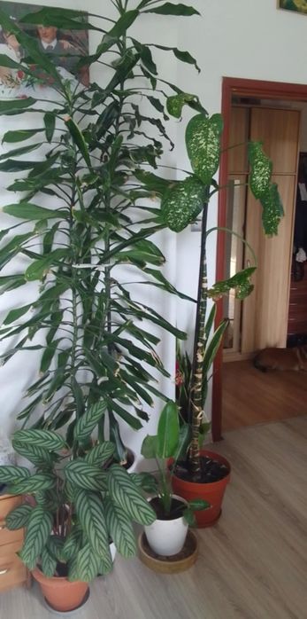Dracena  do sprzedazy