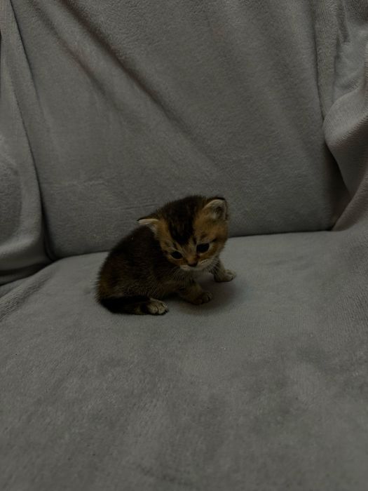 бронювання кошенят