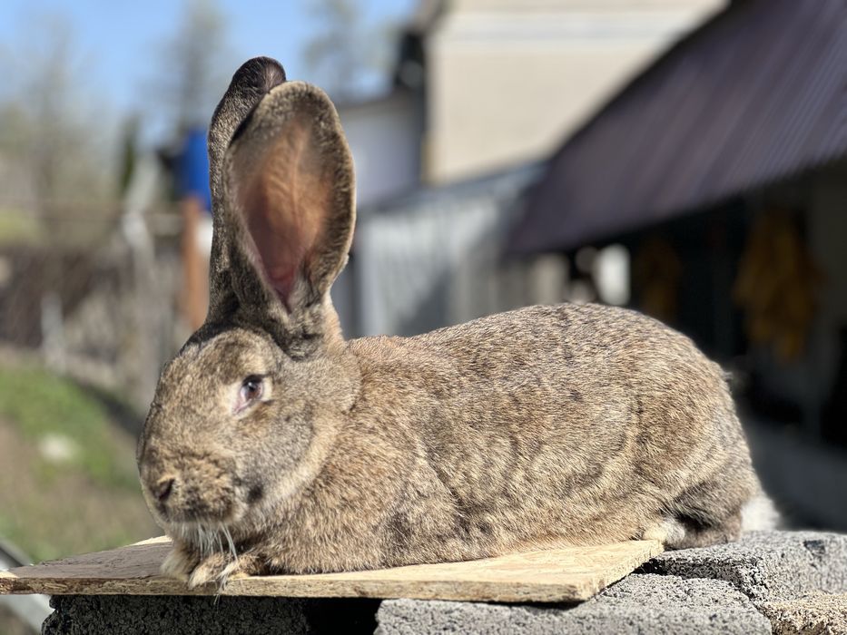 Продам кроликів Фландр