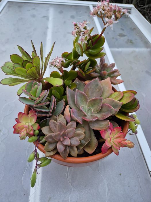 Arranjo com vaso 16 cm incluído com várias  suculentas