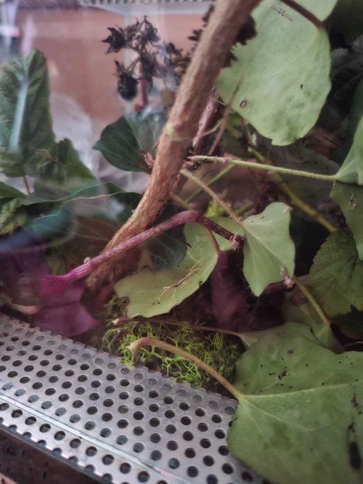 Młode Patyczaki rogate oddam