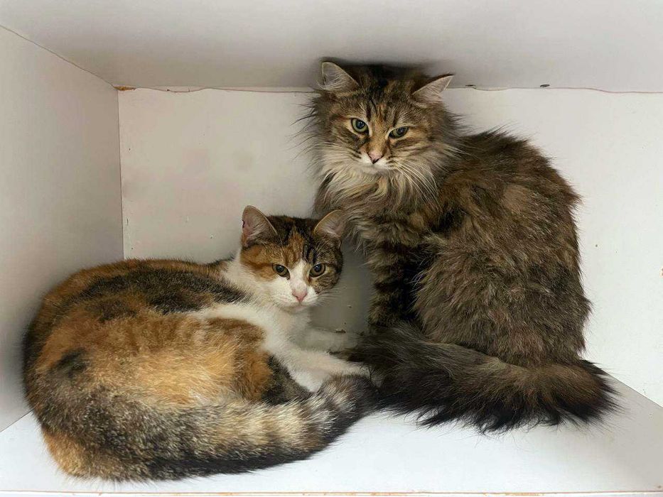 Дуже ніжна киця Тесса шукає дім, 10 міс, стерилізована, кішка, кошка