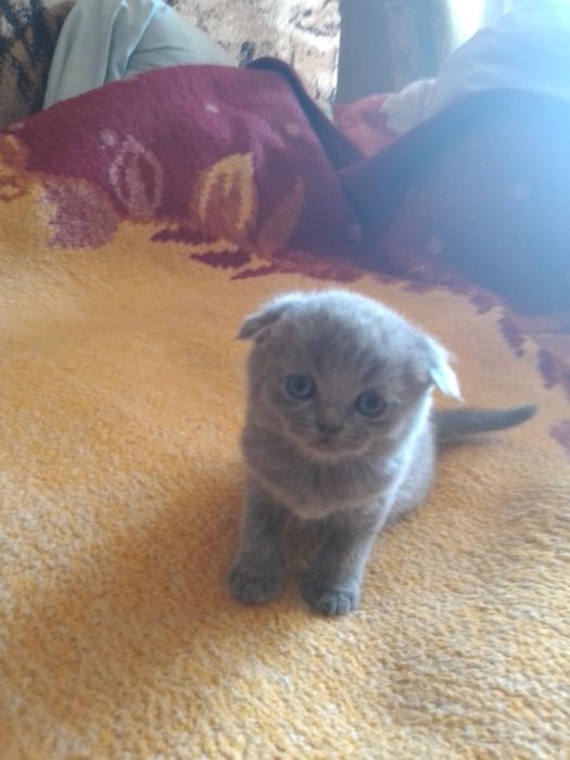 Шотландские котята