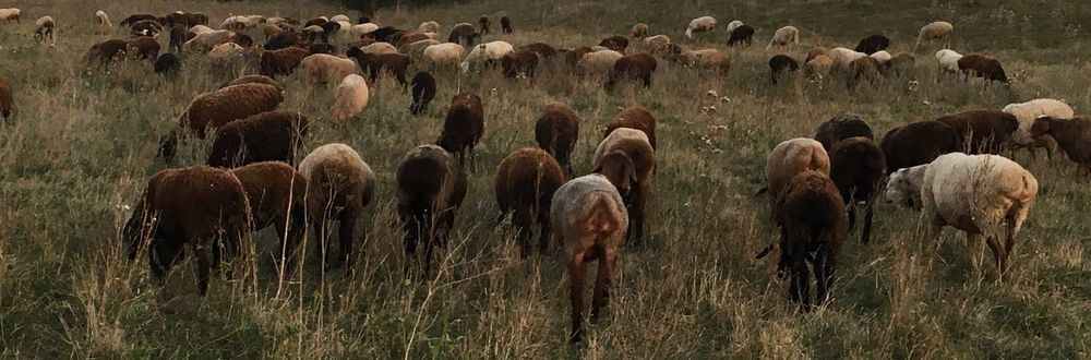 Продам баранов , валухов