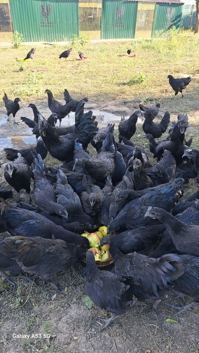 Продам чёрные куры