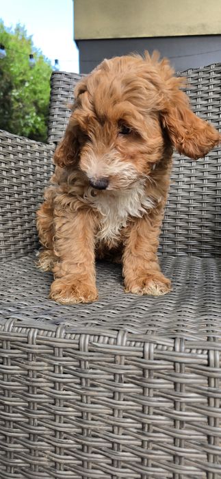 Cockapoo / chłopczyk