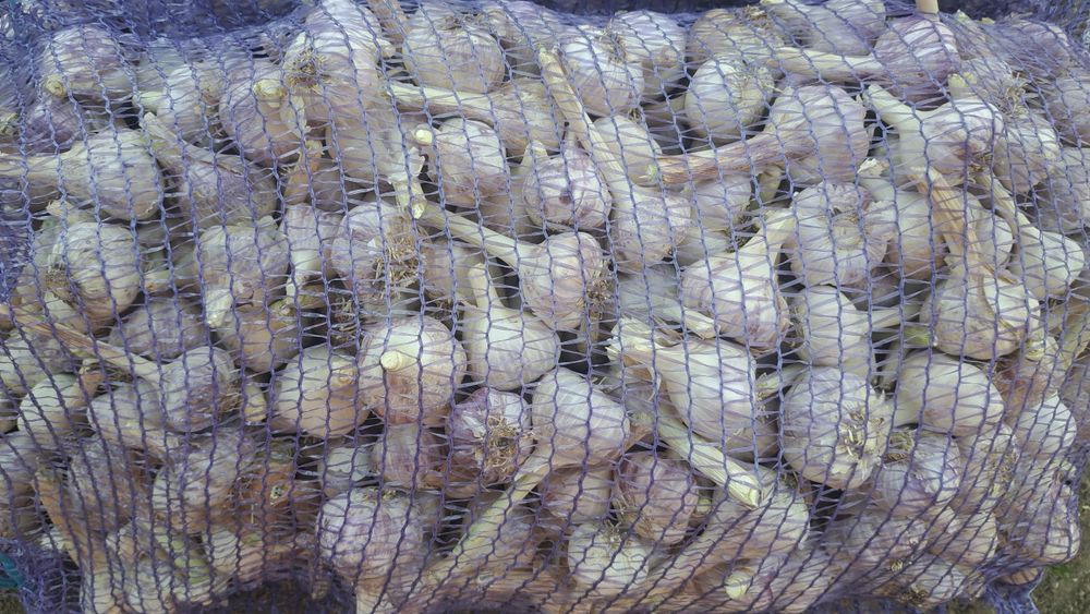 Продам часник Любаша і харківський фіолетовий