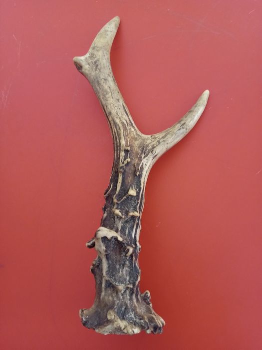 Ріг дикої кози оо