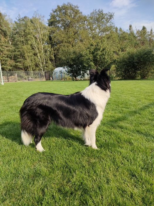 Piesek Border collie FCI