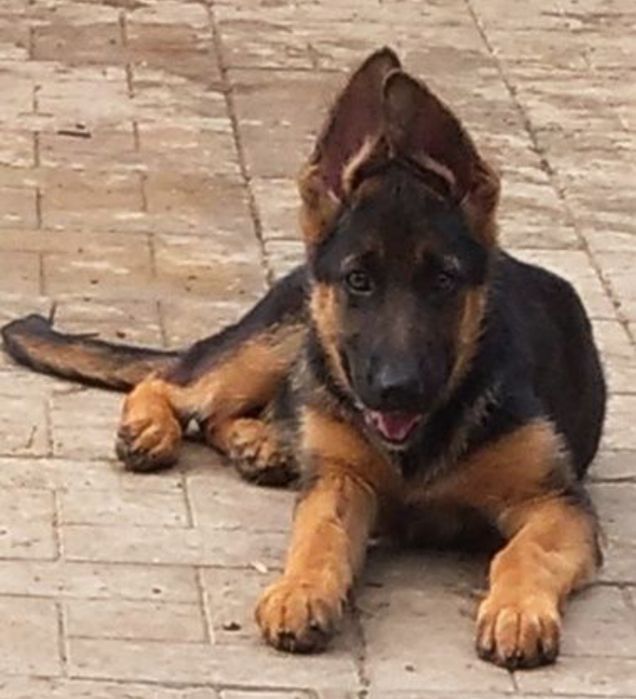 Щенки нем овчарки.Подростки и малыши.