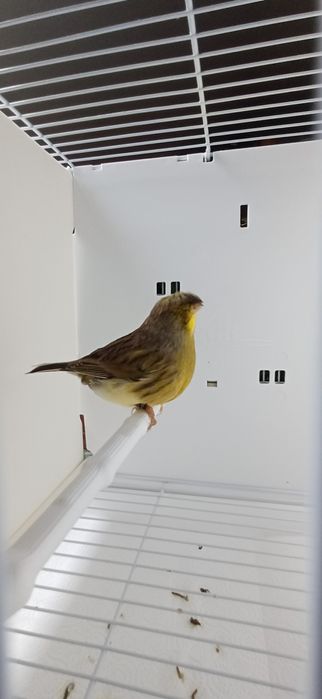 Kanarki Gloster samiec nr 6 i 12