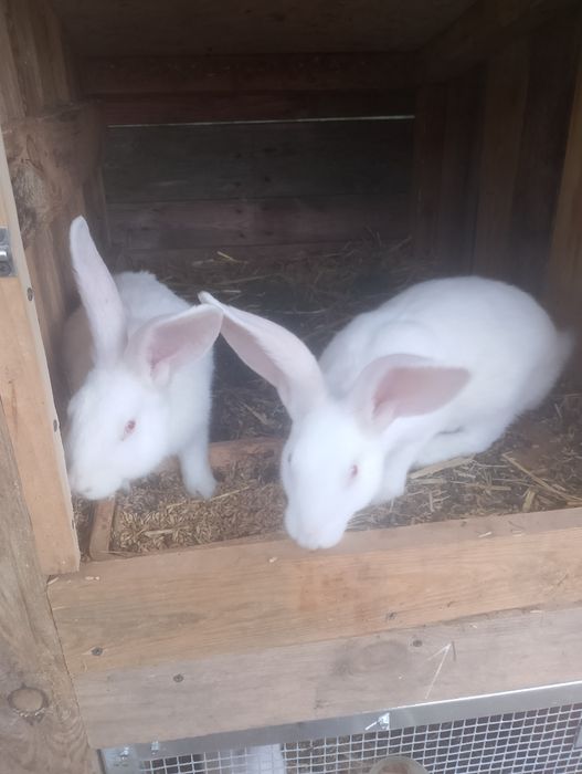 Sprzedam króliki termondzkie