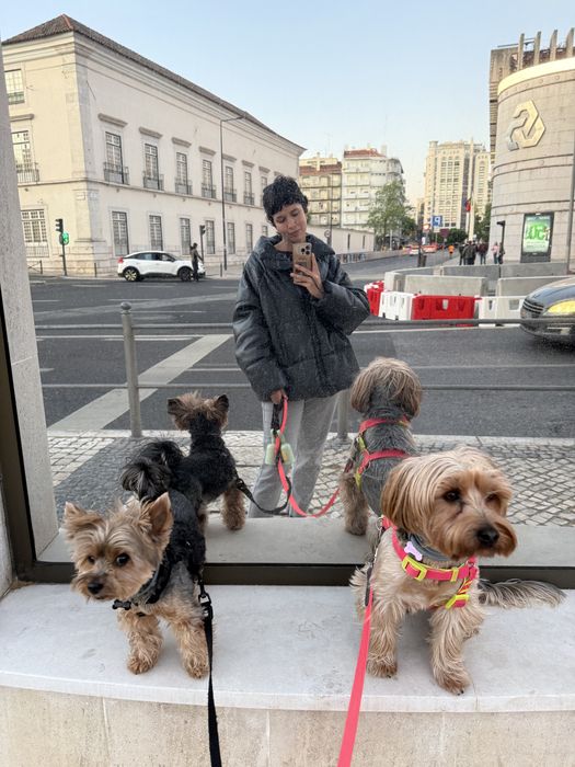 Pet sitting + pet boarding + dog walking