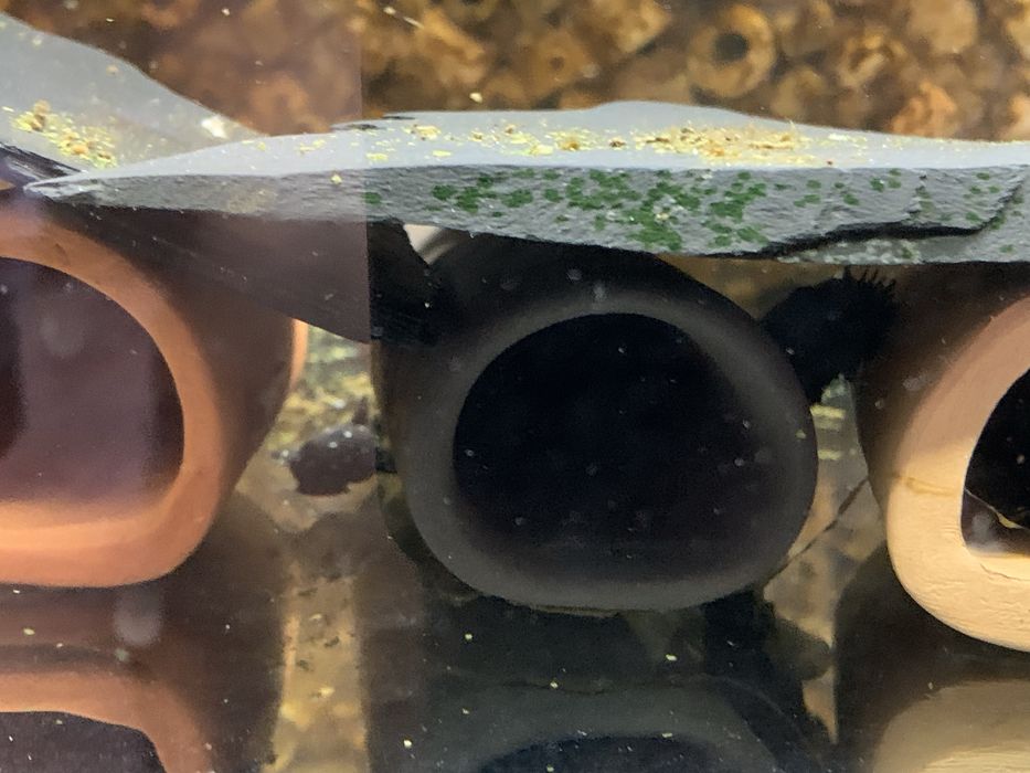 Groty gliniane dla zbrojników