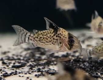 Kirys fioletowy Kirysek przyprószony Corydoras Leucomelas | Hodowla Łajski
