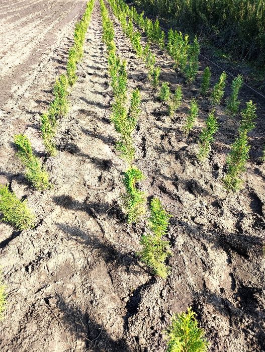 Thuja szmaragd ok 50 cm