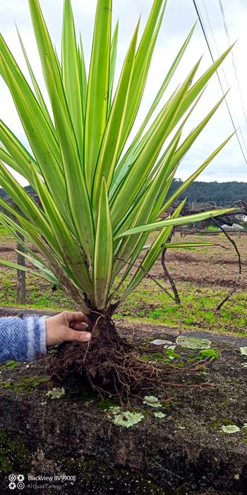 Planta yucca vários tamanhos