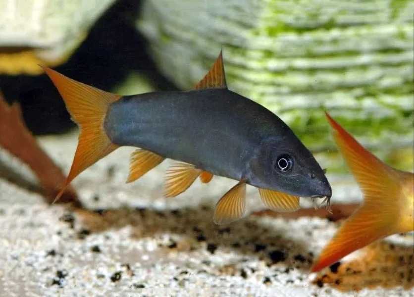 GB Bocja Szara, Niebieska, Modesta - dowóz ryb!