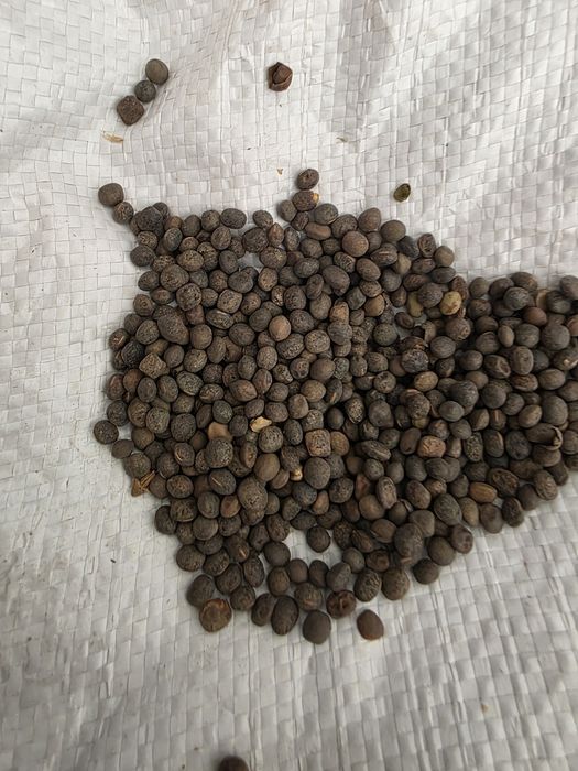 Saladera facelia seladera