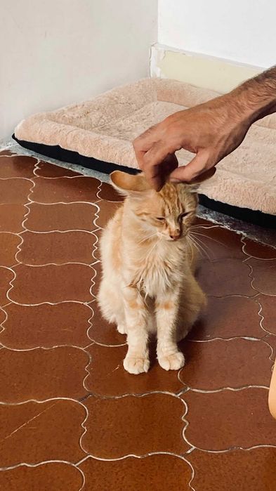 Gato para adoção responsável