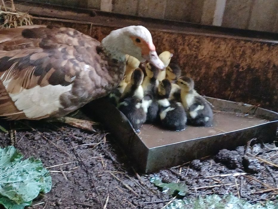 Aves de campo domesticas