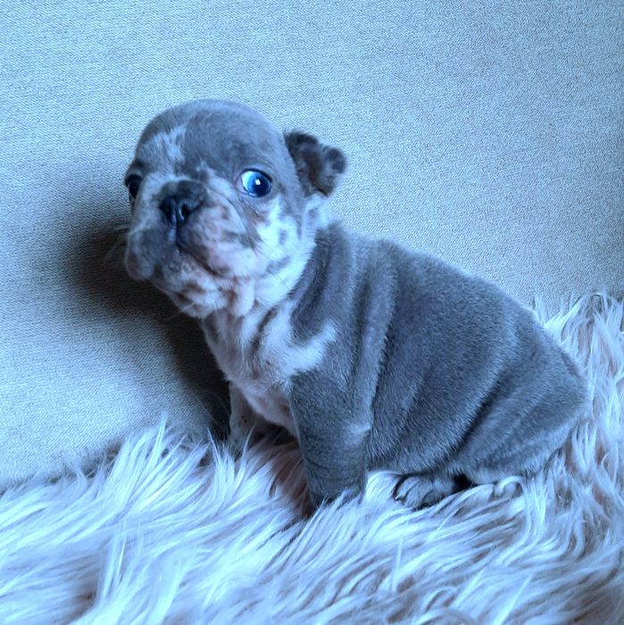 Buldog francuski sunia