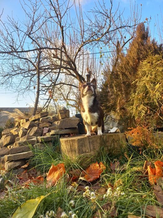 Вязка чихуахуа шоколадный кобель