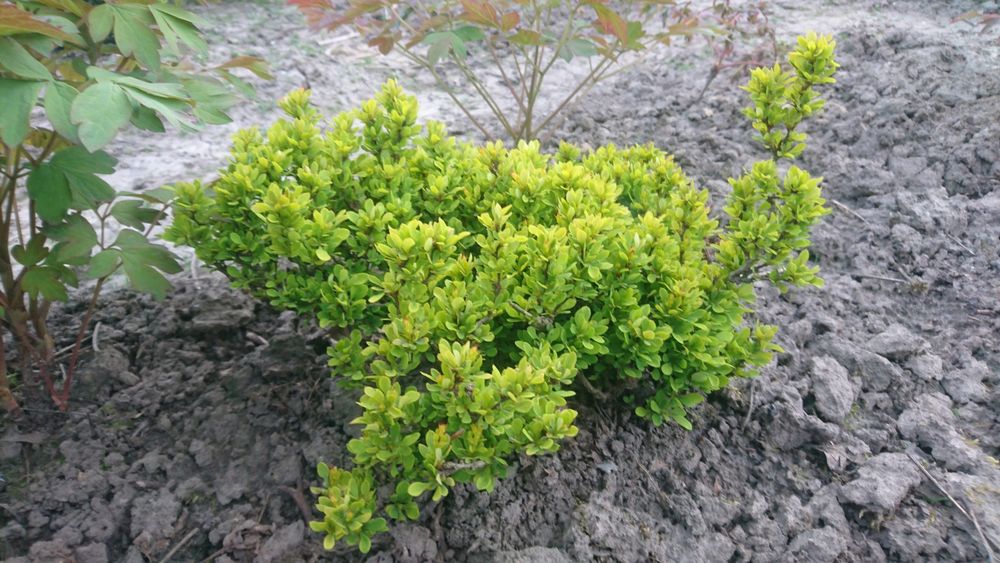 Барбарис карликовий, жимолость шапочна