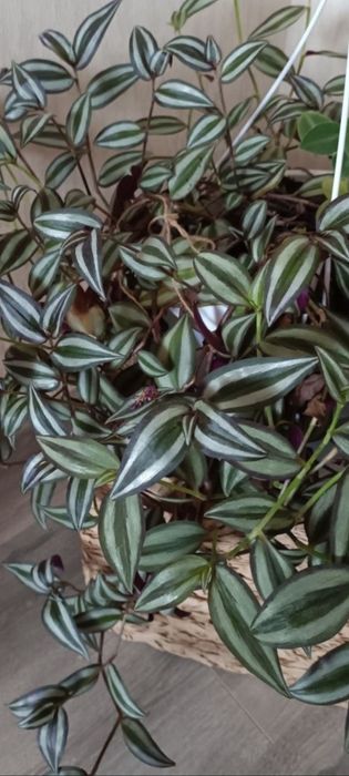 Традесканция Violet Hill и другие