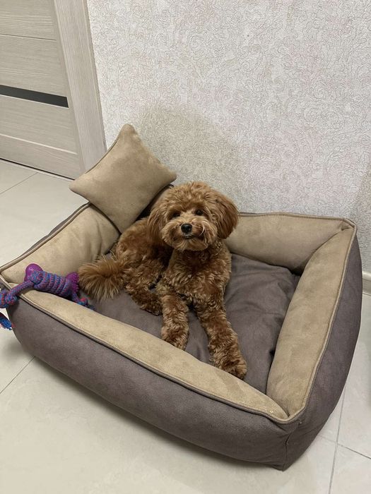 Розпродаж!!Лежанки для собак і котів