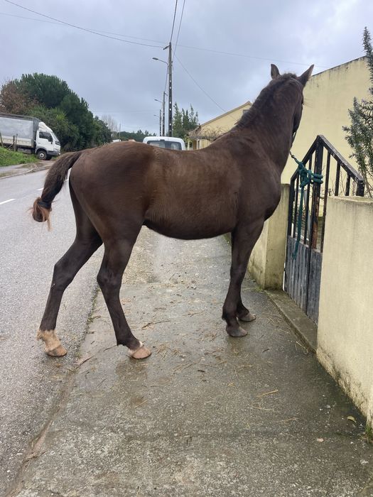 Para venda cavalo inteiro super mansinho