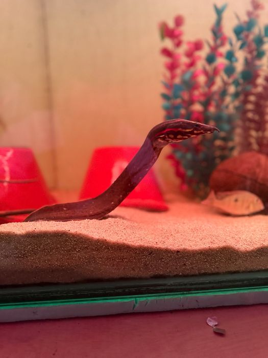 Vendo enguia fire eel
