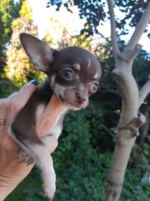 Chihuahua Suczka