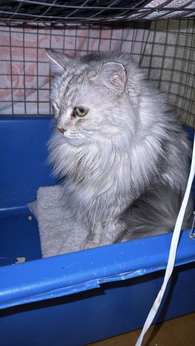 Молода кішечка в хороші руки