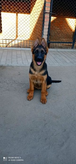 Продаються цуценята німецької вівчарки